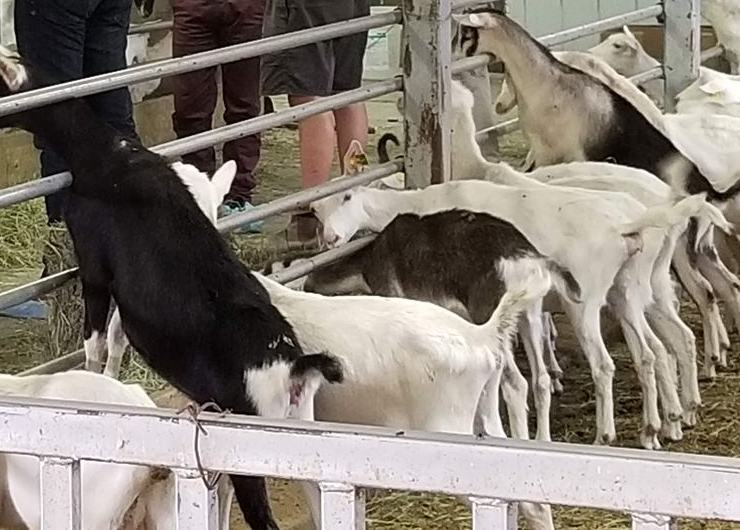 Gros plan de chèvres laitières blanches et noir et blanc, serrées contre la barrière métallique d’un enclos.